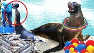 Funny Smart Cute Sea Lion Show | Amazing talent | ANIMAL LIFE