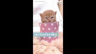 【ここに入ると落ち着くニャ…♪】カップにすっぽり収まる子猫ちゃん♡