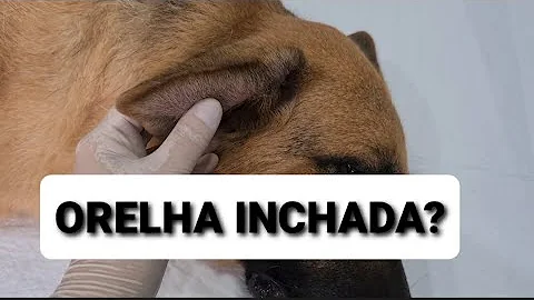 Como drenar Otohematoma em cães?