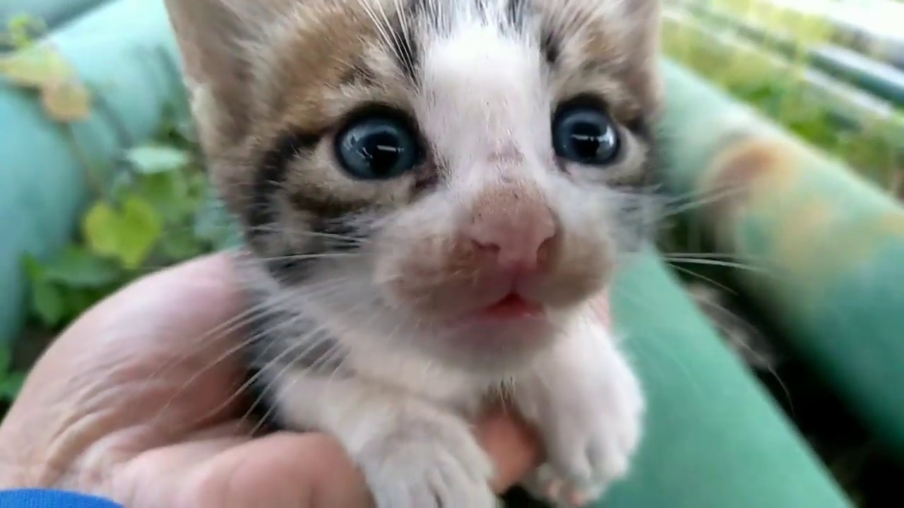  Kucing beranak  di semak bawah pipa YouTube