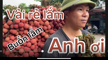 Vải Thiều Lục ngạn rớt giá thế thảm cập Nhật 15/6/2023.tại phố kim P.Sơn.và câu chuyện bị xích xe!