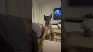 This is better than Netflix #shorts #fyp #funny #funnydog #best