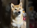 柴犬は一緒にいたい『欲』が 強いとだいたいこうなる 【#488】 #柴犬 #柴犬との暮らし