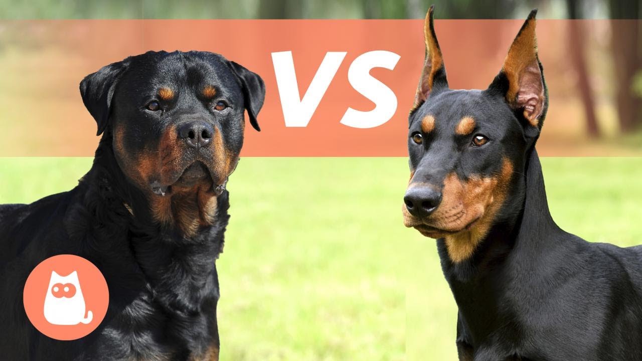 Rottweiler VS Dobermann 🐶 Quale scegliere? - YouTube