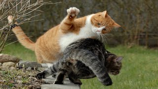 СМЕШНЫЕ КОШКИ И ДРУГИЕ ЖИВОТНЫЕ/ 4 МИНУТЫ СМЕХА/ FUNNY CATS AND OTHER ANIMALS