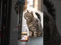 Crazy cute cat needs food! #fypシ #animallovers