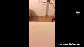 Küfür Eden Muhabbet Kuşu Çok Komik