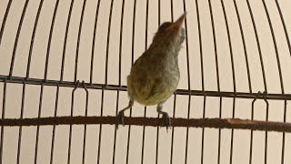 suara Kolibri ninja trotol gacor memanggil lawan.sangat ampuh untuk memancing konin bahan