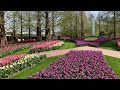 Keukenhof Gardens Spring 2020 🌷