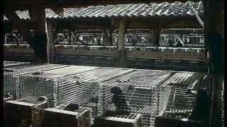 PKB - 35 godina postojanja (1980. godina)