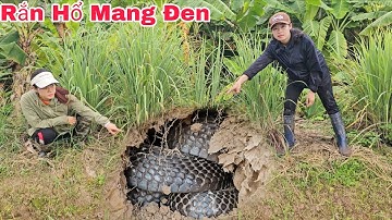 Cuộc Gọi Khẩn Cấp Của Cô Nông Dân Phát Hiện 3 Con Rắn Hổ Mang Đang Săn Mồi Ngoài Cánh Đồng