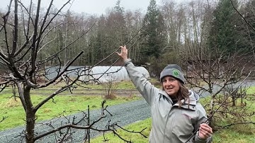 Pruning Fruit Trees: The Difference Between Fruiting Wood and Vegetative Wood
