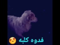 اجمل كلب لولو فوكس نونه بزونه 
