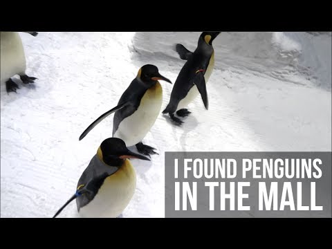 I FOUND PENGUINS IN THE MALL (INSANE!!)