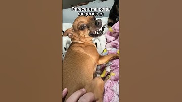 Thumbnail of #shorts SEU CACHORRO NÃO GOSTA QUE PEGUE EM ALGUM LUGAR DELE?