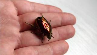 Live flower beetle, red Protaetia (cetonischema) aeruginosa, on the hand, spectacular!