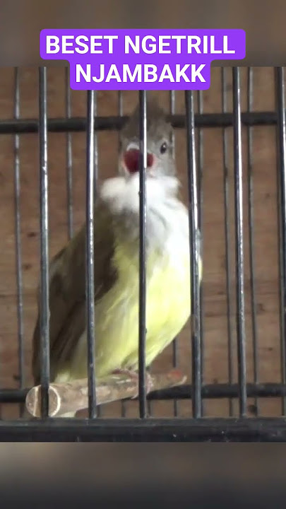 SUARA CUCAK JENGGOT BESET NGETRILL #suarajenggot