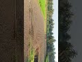 விவசாயியின் உண்மையான உழைப்பு 🌾🐂 Drone View of Traditional Farming #tamilshorts#tamilreels#vivasayam