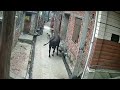 Terrifying Moment Stray Bull Rams Elderly Man Launching Him Into the Air