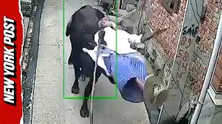 Terrifying Moment Stray Bull Rams Elderly Man Launching Him Into the Air