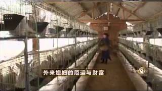 20150326 致富经 外来媳妇的厄运与财富