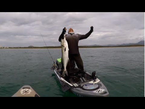 Vídeo: Menos Peixes Grandes No Mar, Dizem Os Cientistas