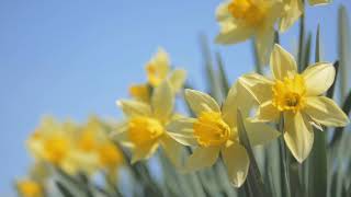 "Daffodils" read by Sir Jeremy Irons -- "Narcissus" by Nevin