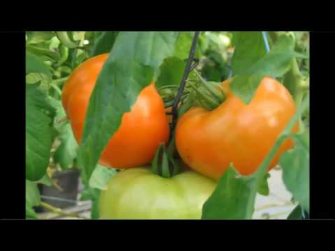 Video: Tomato 