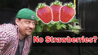 Why You Are Not Getting Any Strawberries