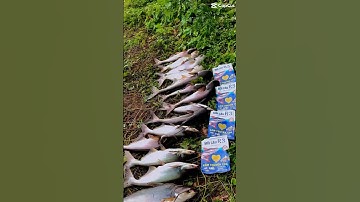 Câu cá tra sông với mồi câu R1 và R3 #camr1 #camr2 #camr3 #mồicâur1 #mồicâur3