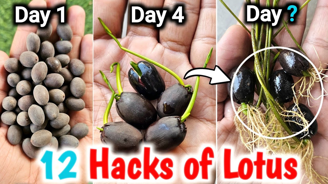 How to Grow Lotus From Seeds | How to Grow Lotus Plant