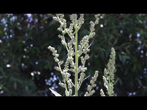 Video: Chenopodium albomu zəhərlidirmi?