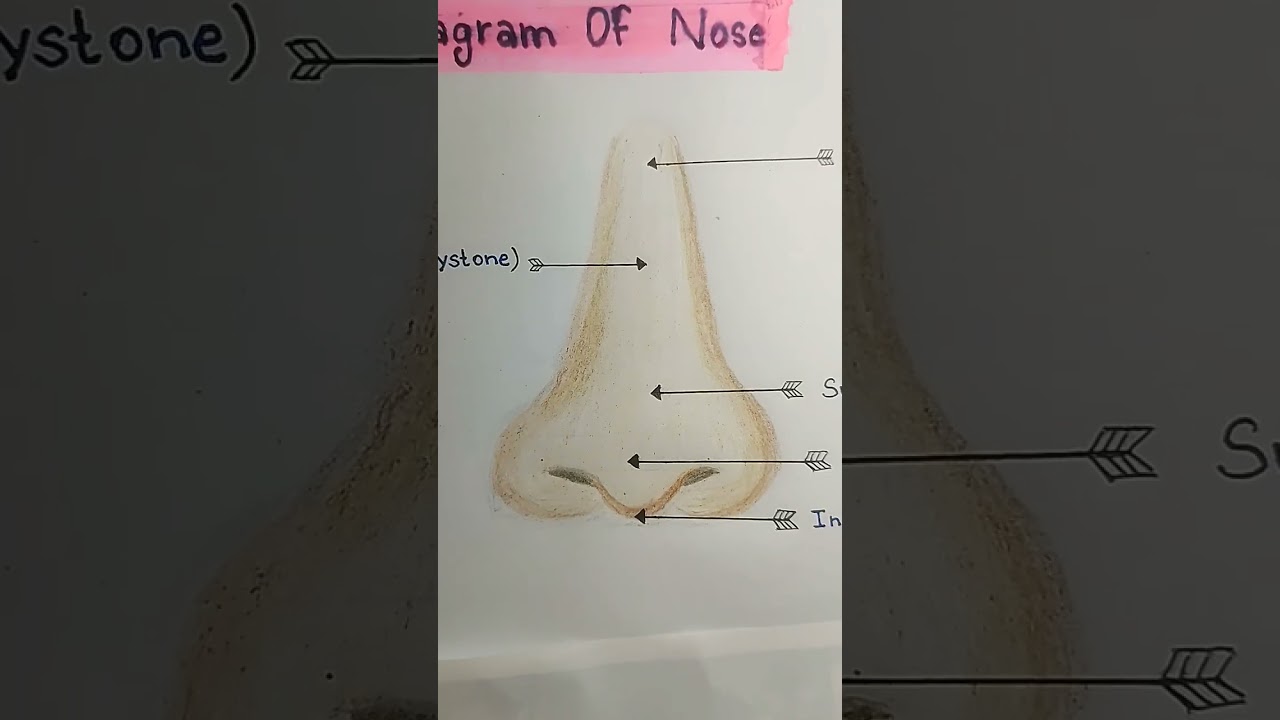 Diagram of Nose 