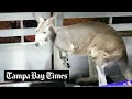 Kangaroo spotted near pool at florida apartment complex