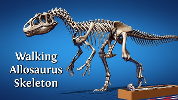 Walking dinosaurs - Allosaurus skeleton