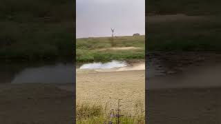 Close Up Of An Antelope Dodging A Lions Attack In A Stunning Chase