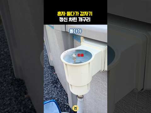 혼자 돌다가 갑자기 정신 차린 개구리 #동물 #개구리 thumbnail