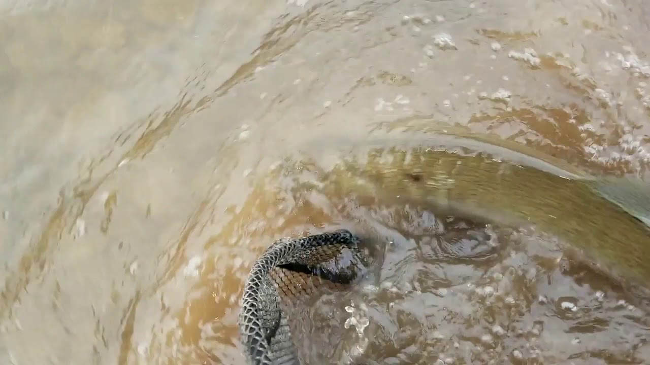 29" Steelhead jumping and pulling drag
