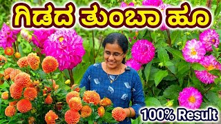 ಗಿಡದ ತುಂಬಾ ರಾಶಿ ಡೇರೆ ಹೂ ಆಗ್ಲಿಕ್ಕೆ ಹೀಗೆ ಮಾಡಿ / Daliya bulb growing tips