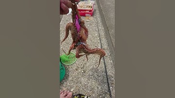 cau bach tuot o bien