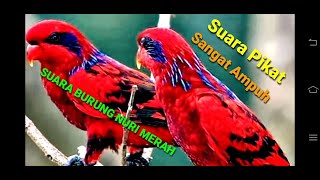 the sound of the red parrot is very powerful