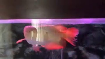 Cá rồng cắn đuôi, phi như ngựa chữa thế nào?