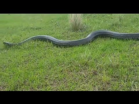 Massive python spotted in ballito 😱