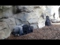 Gorilla e famiglia al bioparco di valencia