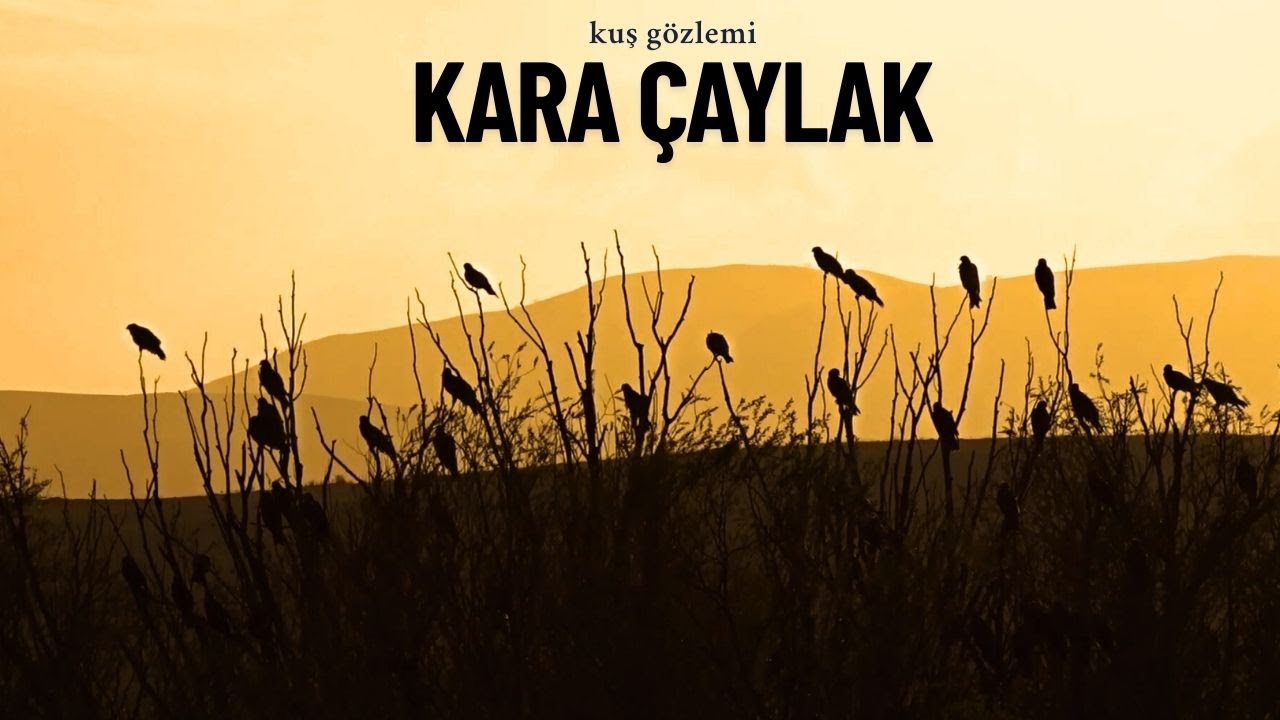 Наблюдение за птицами - Период миграции в королевстве черных коршунов