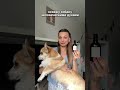 Зачем я допустила эти ошибки? 😭 Мазь для лап: 271212407 и Духи мохито ВБ: 395942171