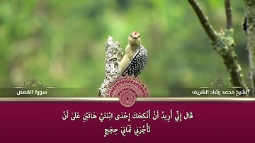 سورة القصص الشيخ  محمد رشاد الشريف