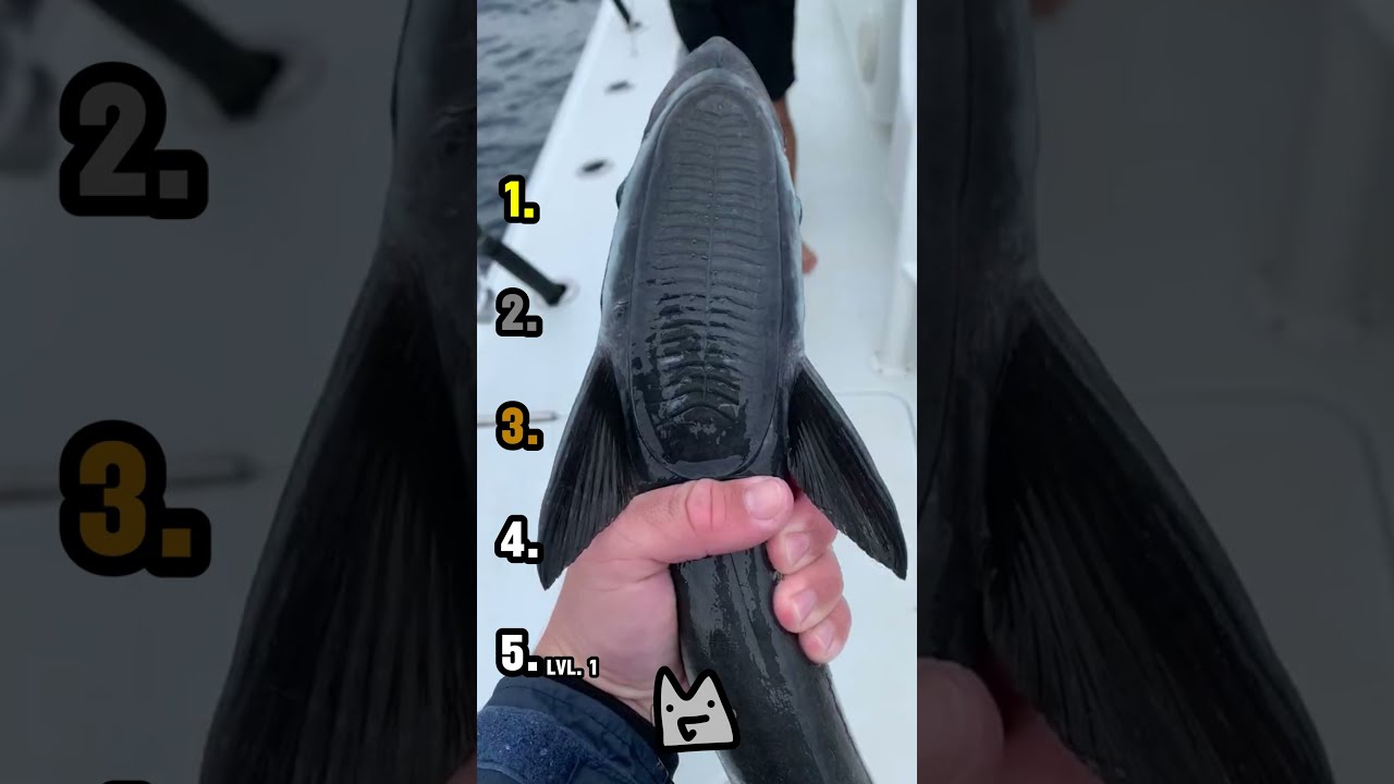 RANKING THE BEST FISH MOMENTS