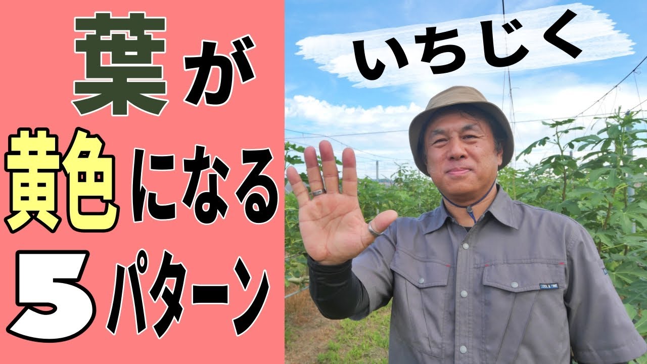 いちじくの葉が黄色になる 5パターンを説明します いちじくvlog 33 21 Youtube いちじくの葉が黄色になる 5パターンを説明します いちじくvlog 33 21 Youtube