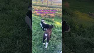 Ne Kadar Çok Insan Tanırsan O Kadar Çok Hayvan Seversin